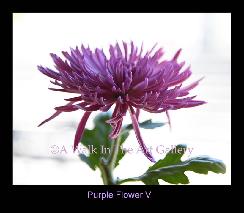 Purple Flower V